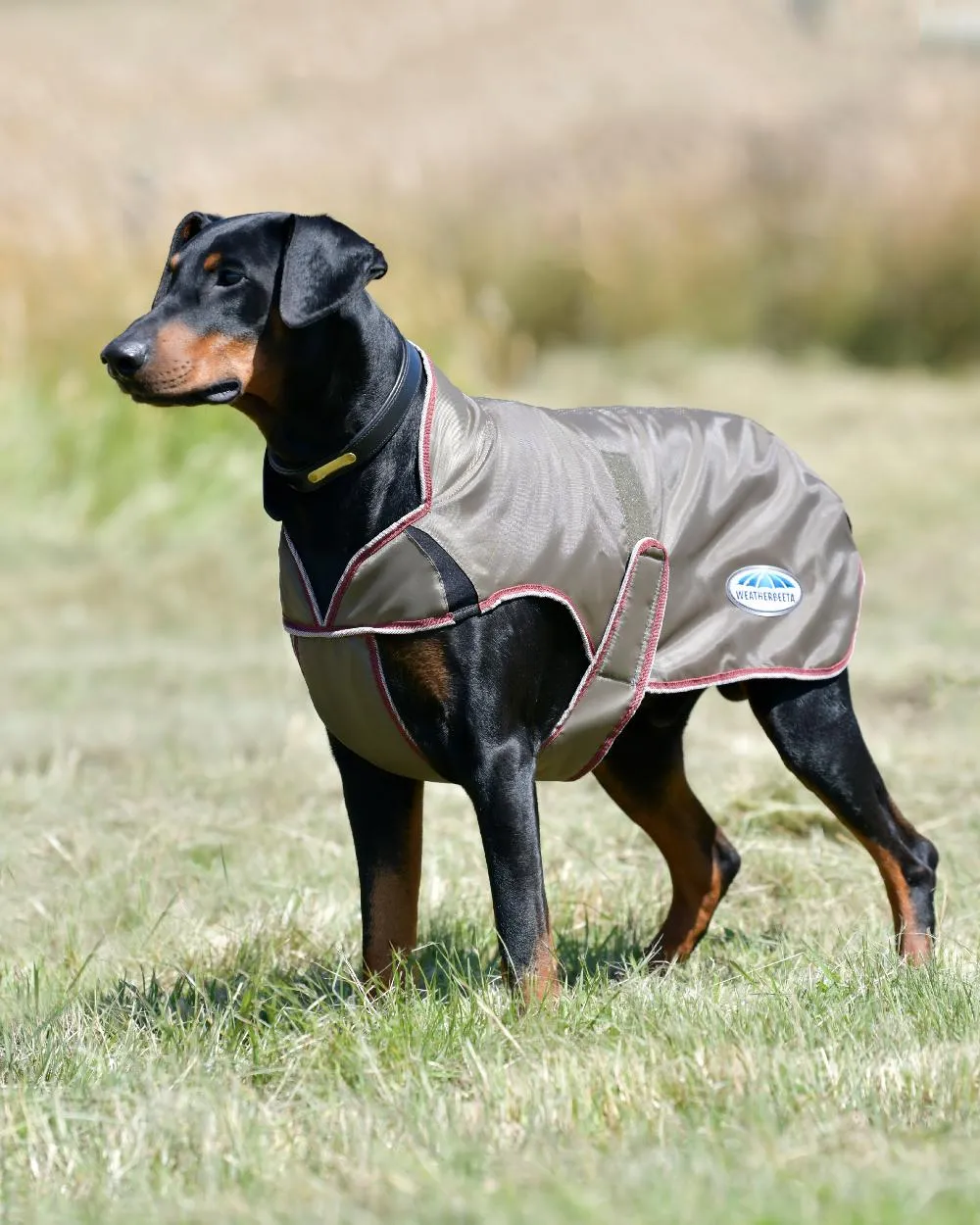 WeatherBeeta ComFiTec Windbreaker Free Deluxe Dog Coat