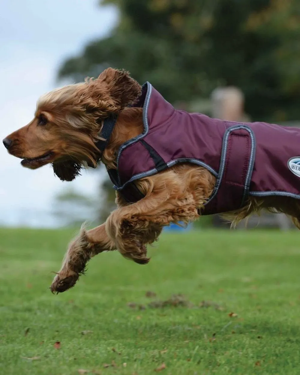 WeatherBeeta ComFiTec Windbreaker Free Deluxe Dog Coat
