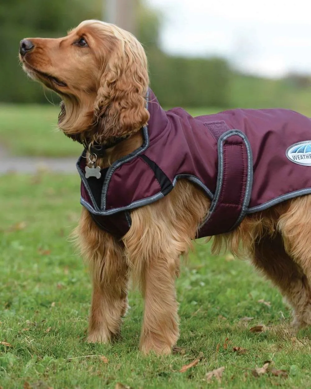 WeatherBeeta ComFiTec Windbreaker Free Deluxe Dog Coat